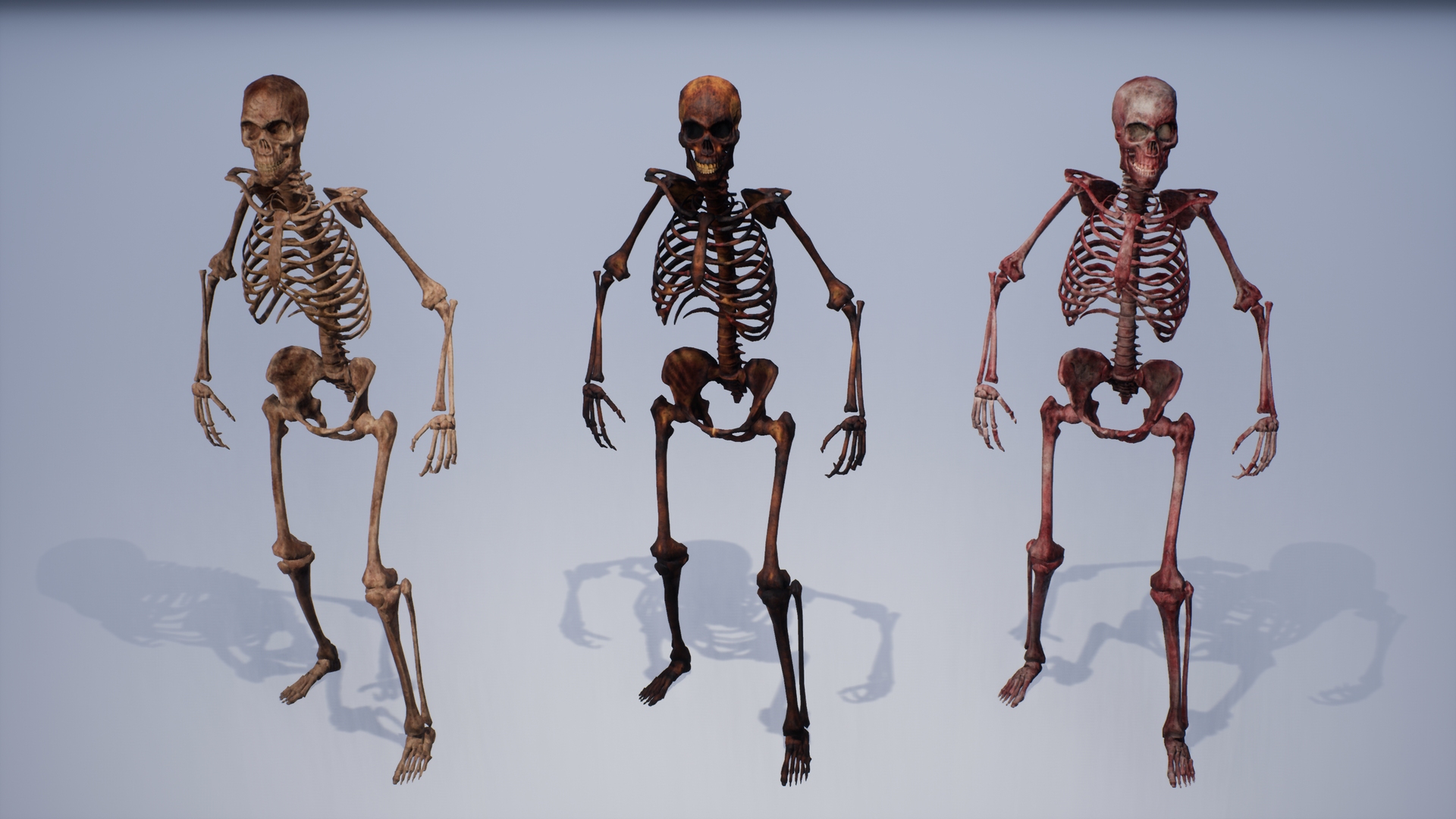 human skeleton remains pack