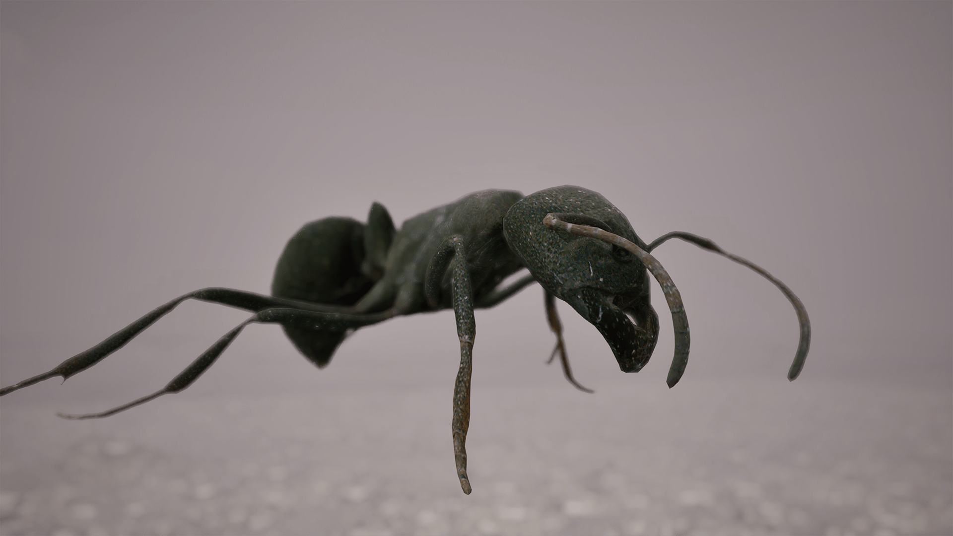 Ants (Dave Berg)