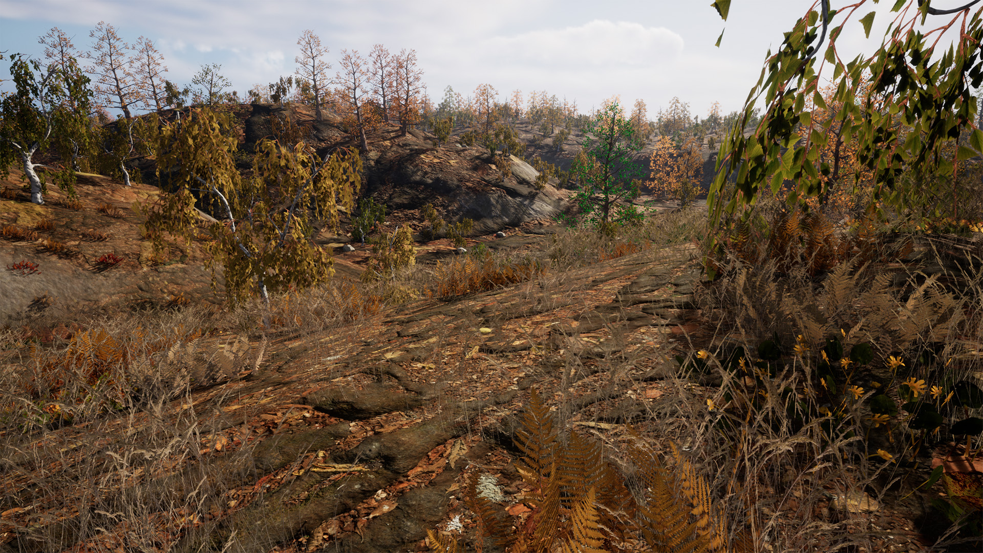 225 Square Km Procedural Forest
