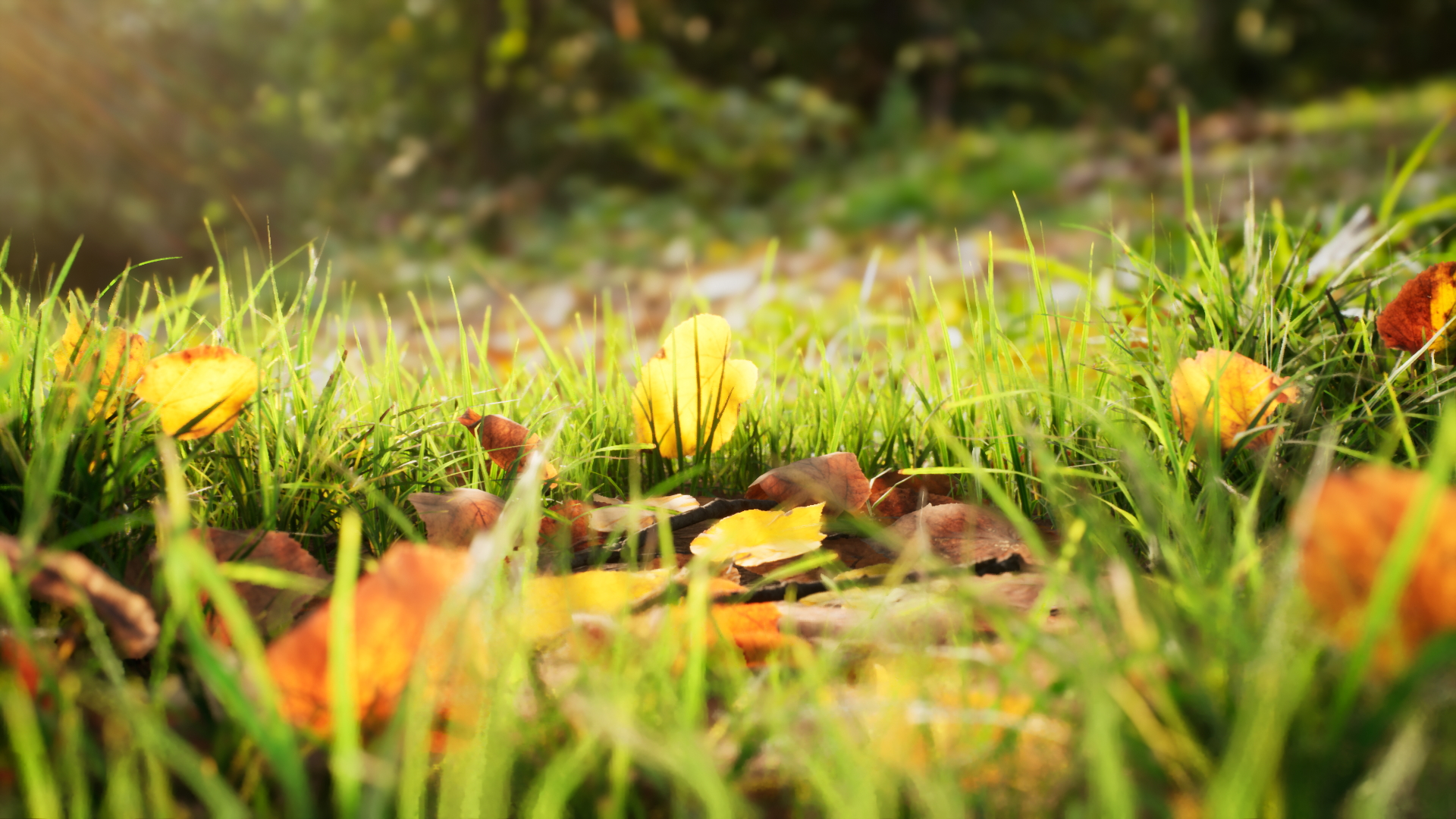 Broadleaf Undergrowth