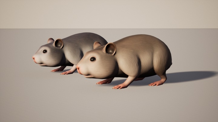 Hamster