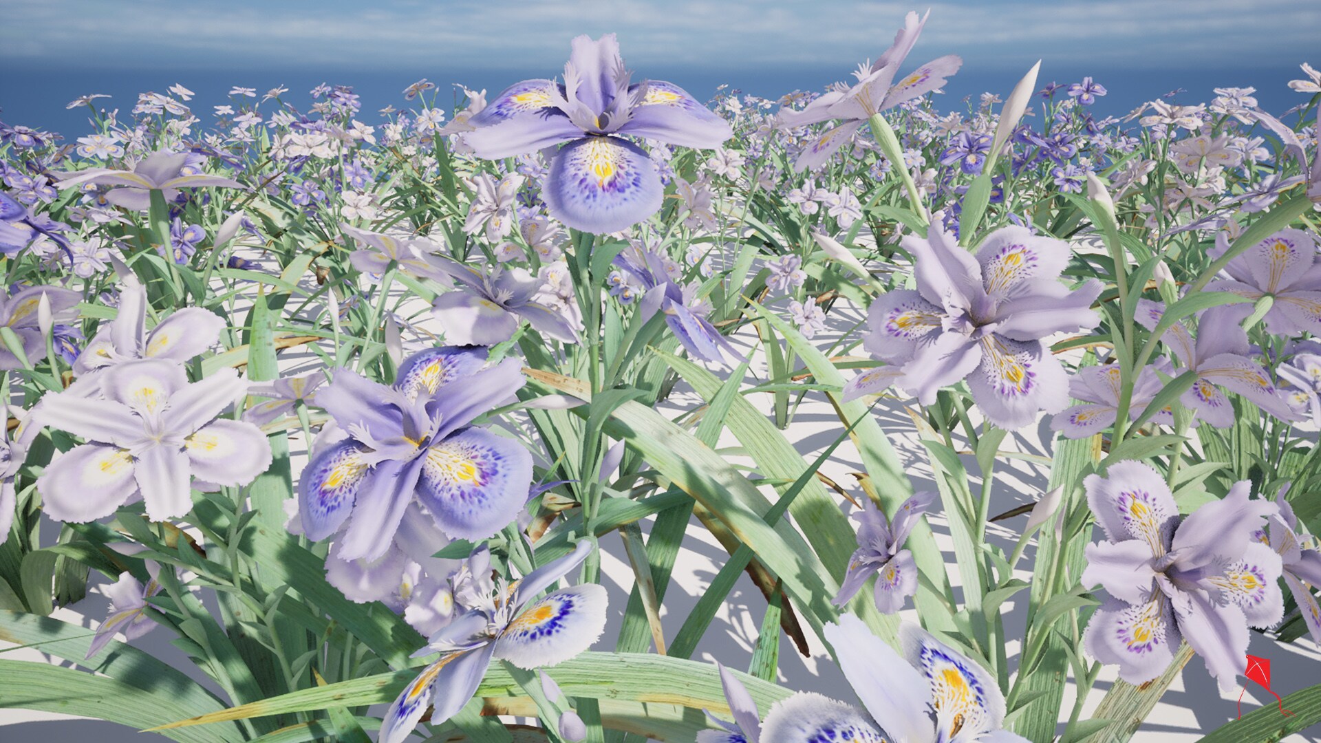 Flowers: Japanese Irises