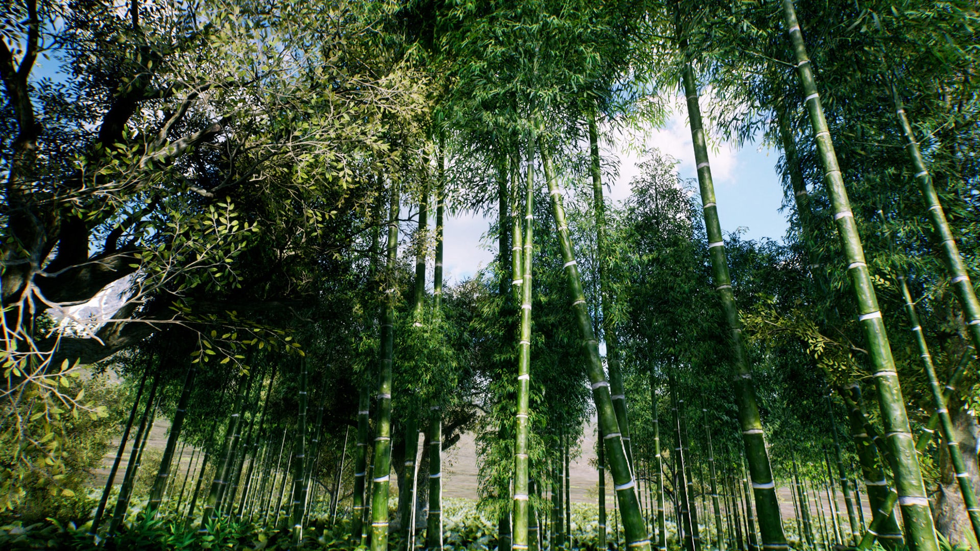 Bamboo Asian forest