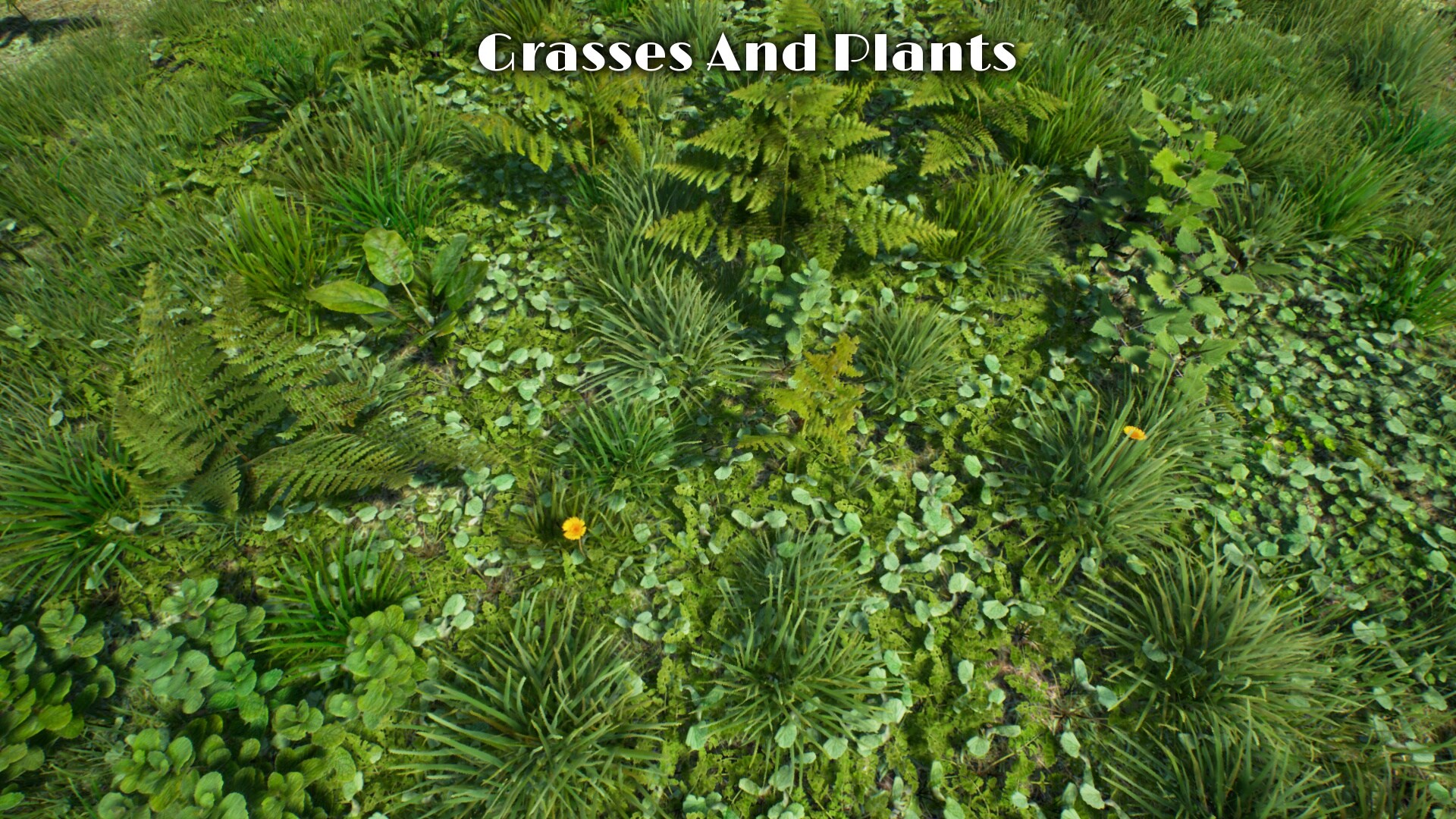 Grasses And Plants Pack