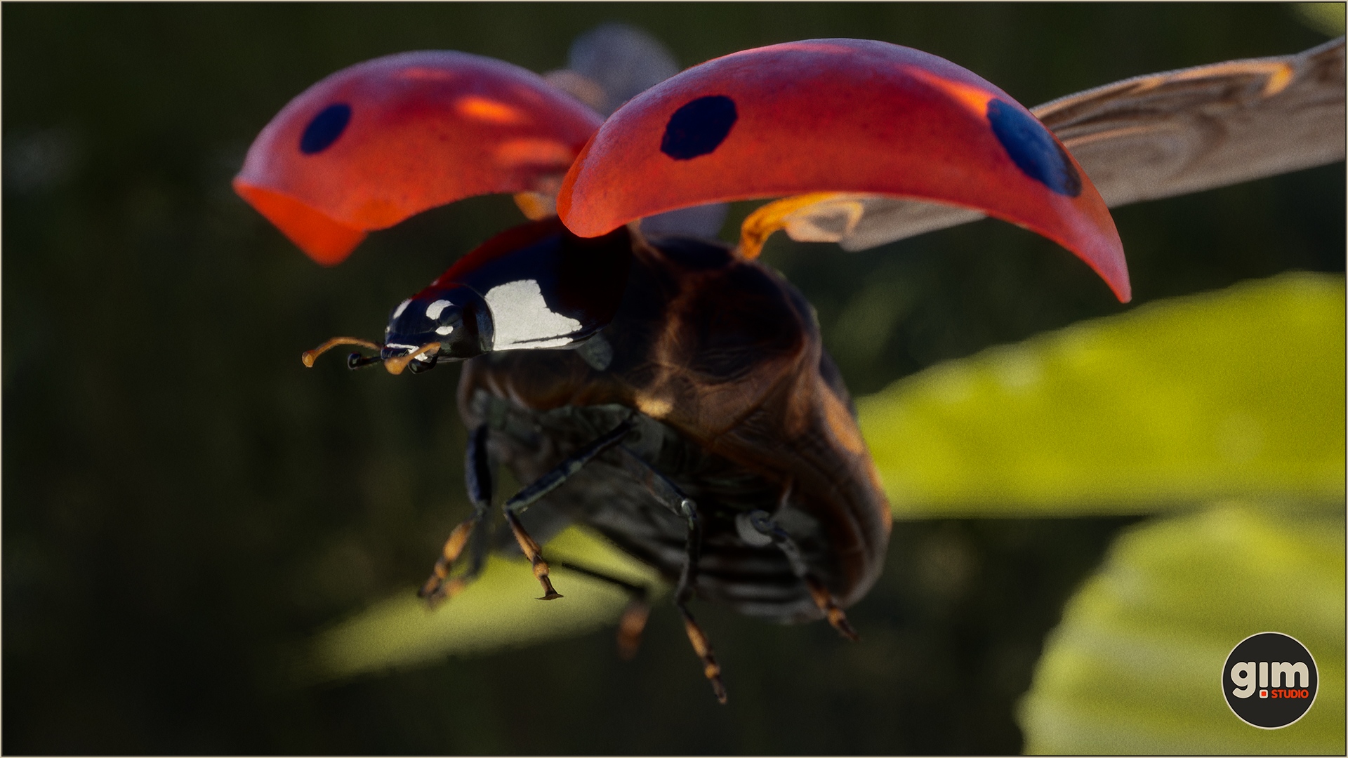 Animalia - Ladybug