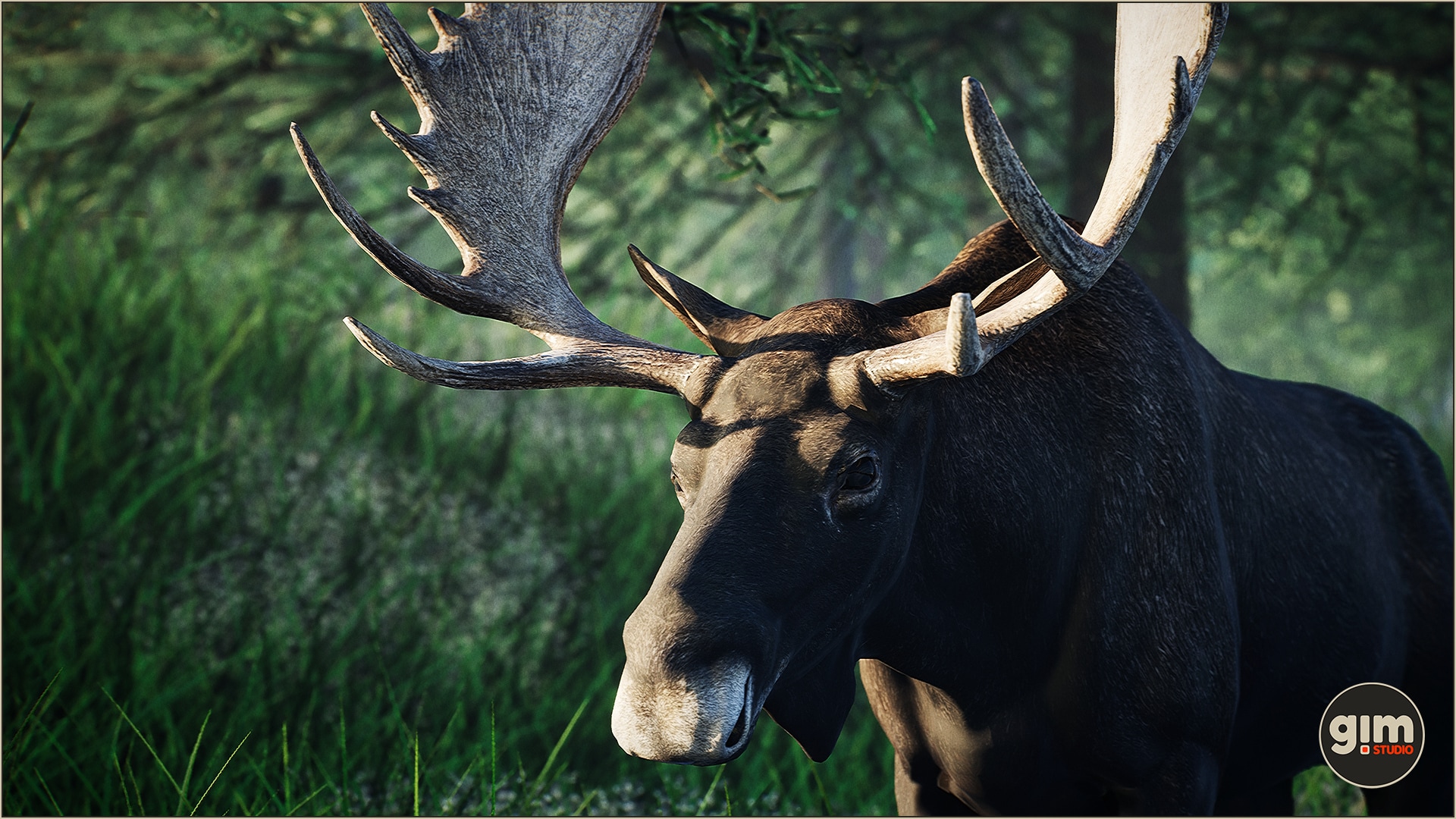 Animalia – Moose (male)