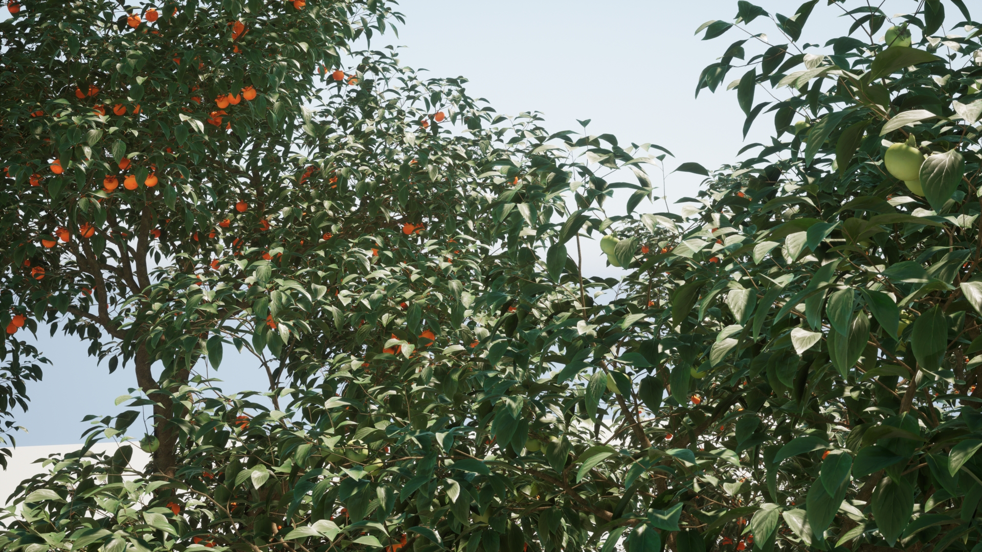 fruit tree V1
