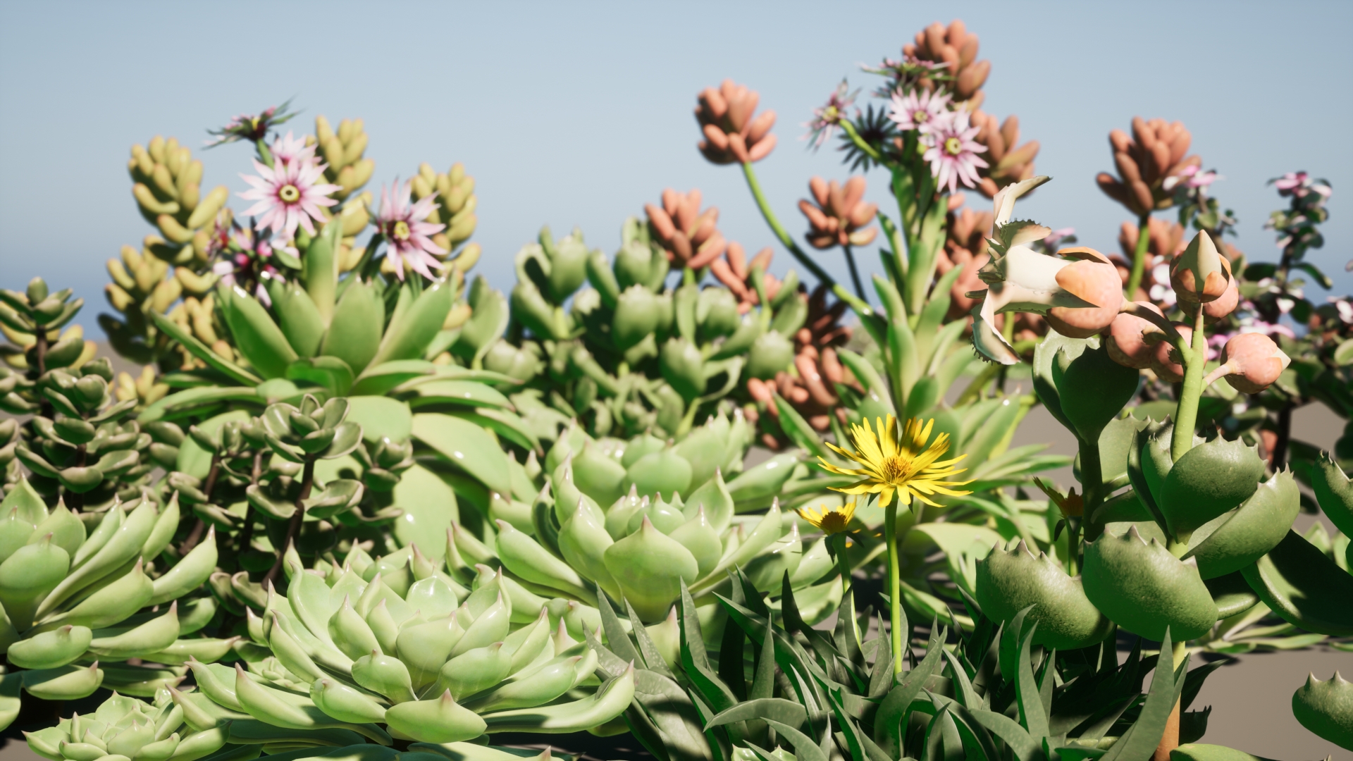 Succulent plant desert potting