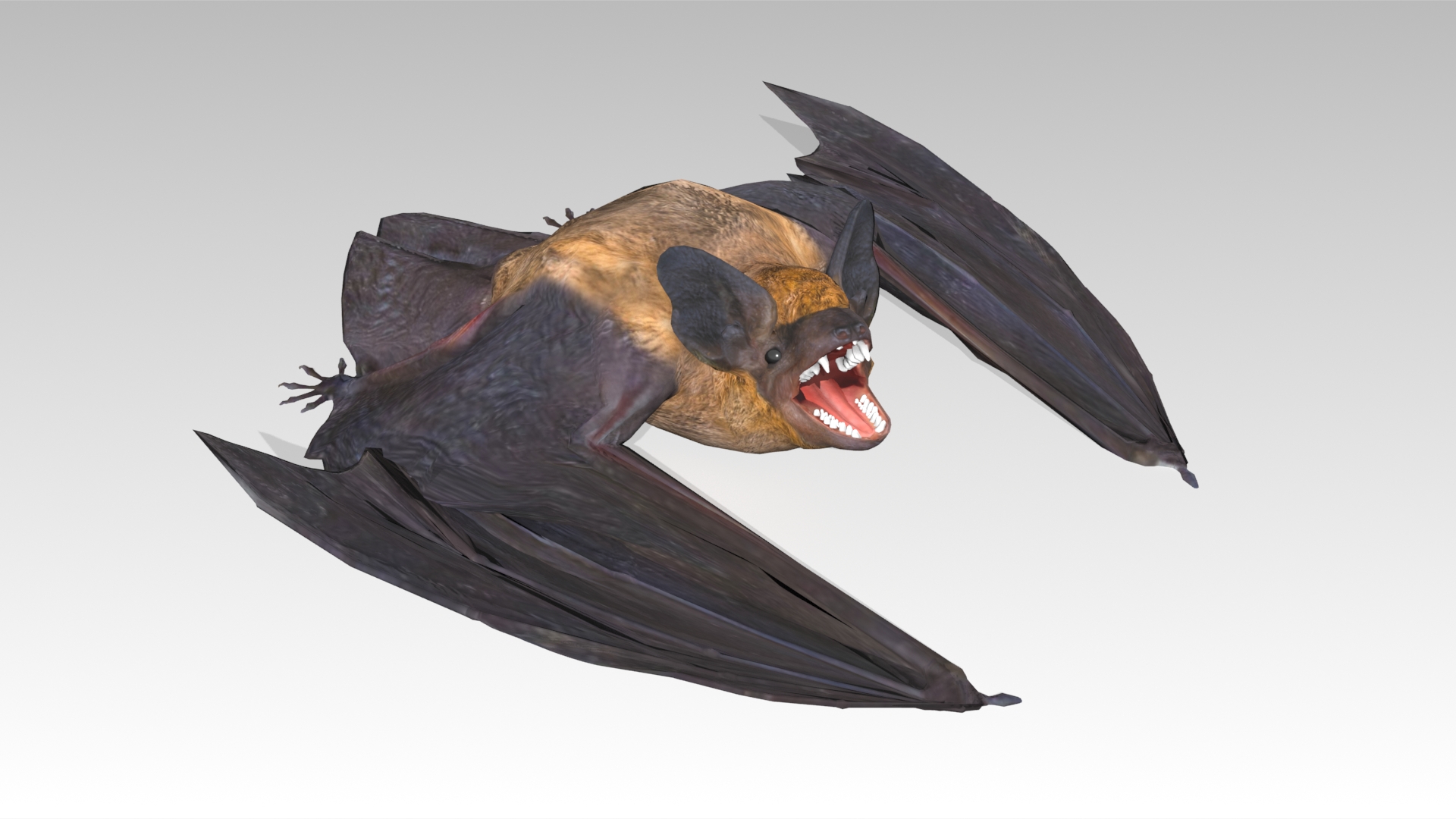 Common Pipistrelle Bat