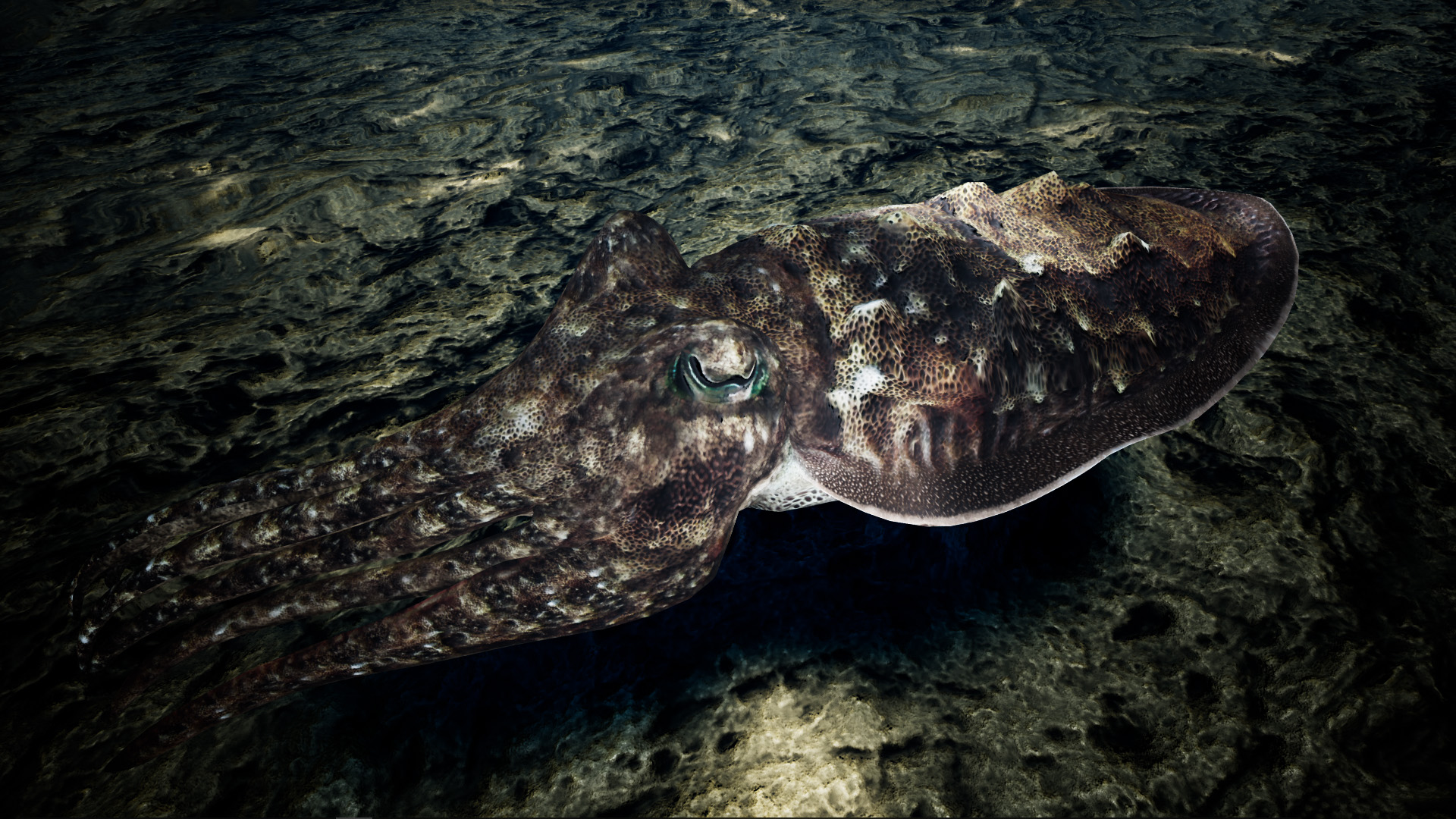 cuttlefish camouflage