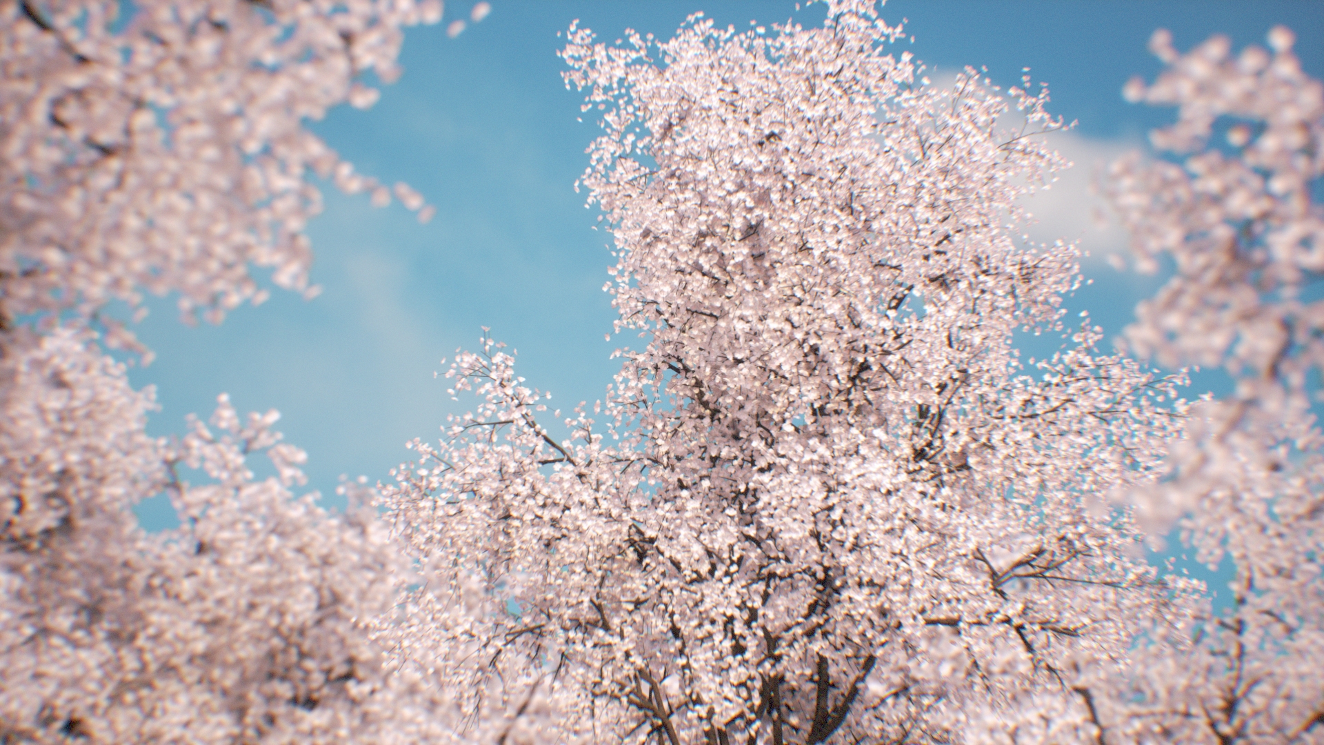 Sakura - Cherry blossom