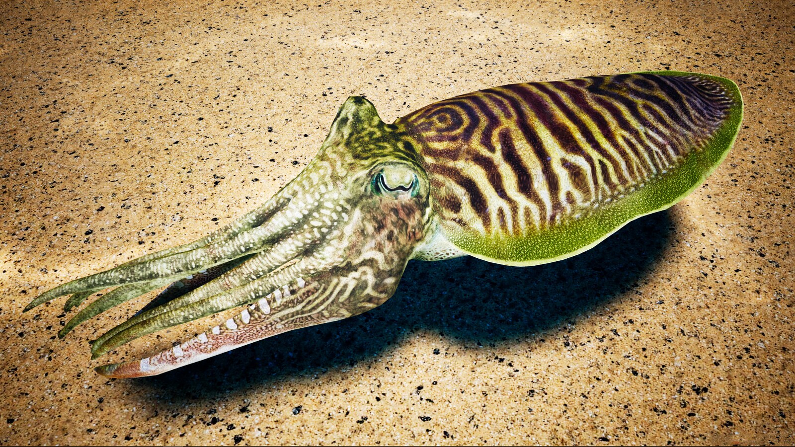 Cuttlefish Camouflage In Characters Ue Marketplace