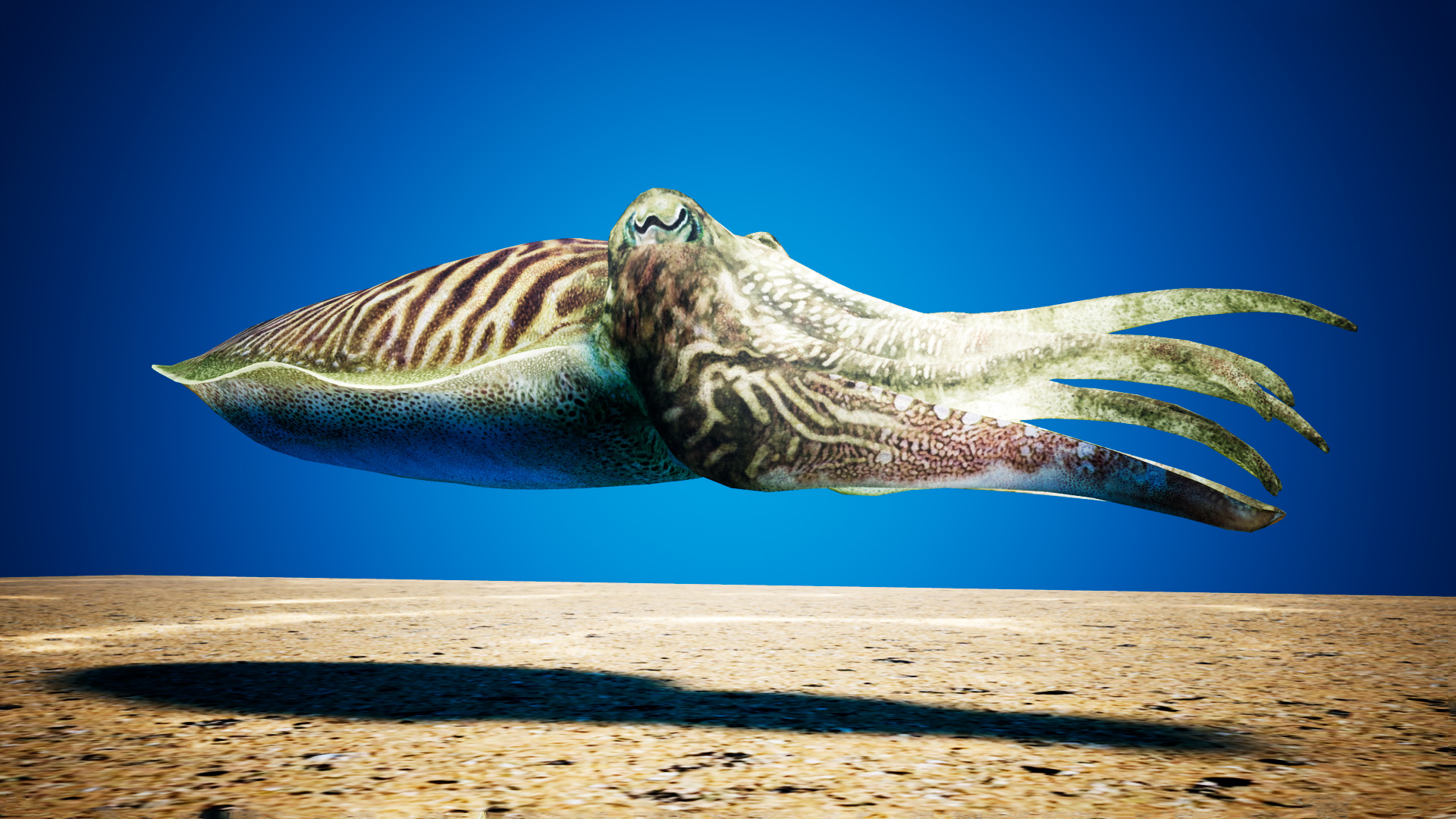 cuttlefish camouflage