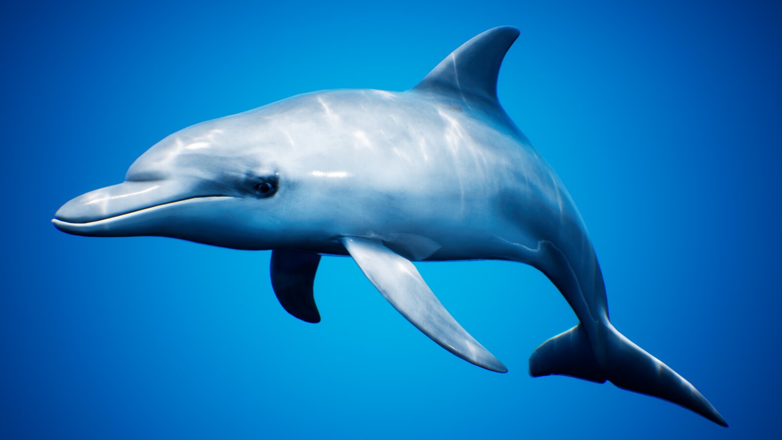 ocean animals pack vol.