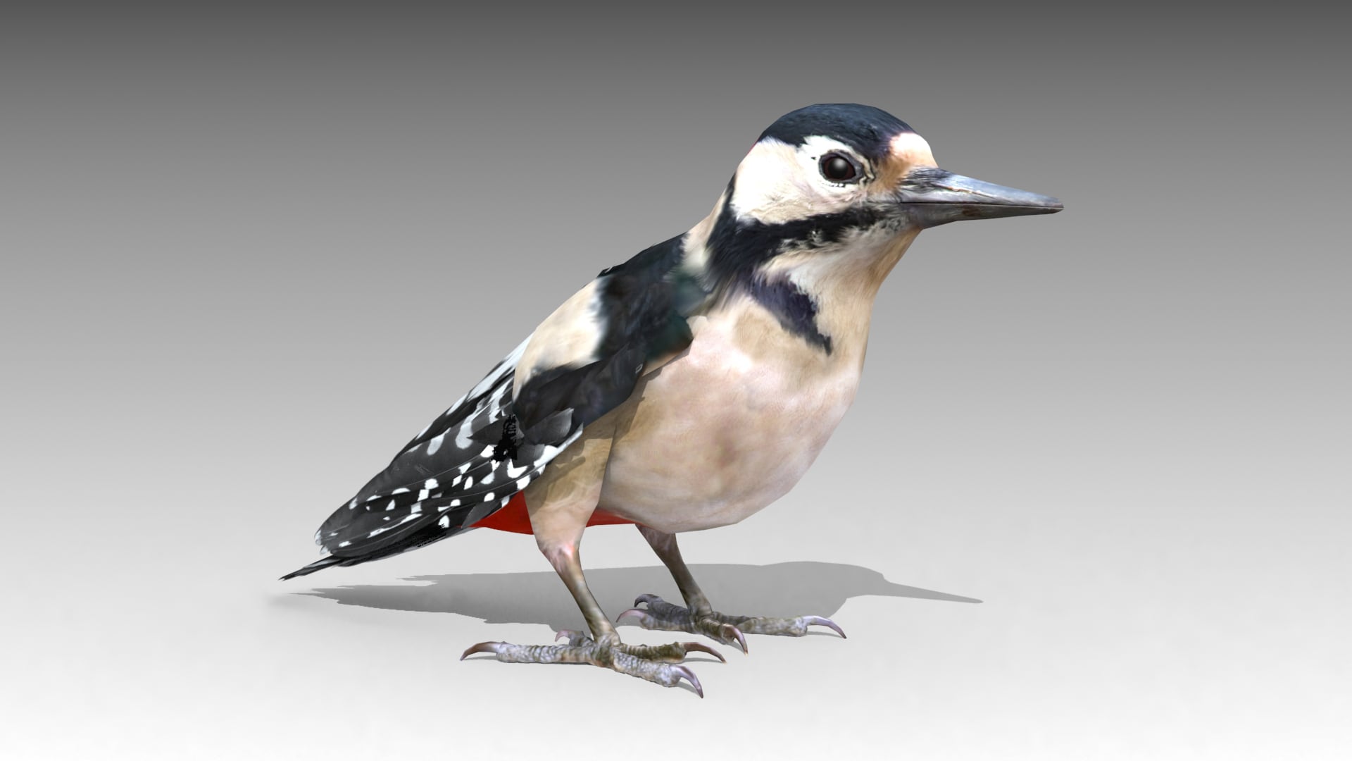 Woodpecker