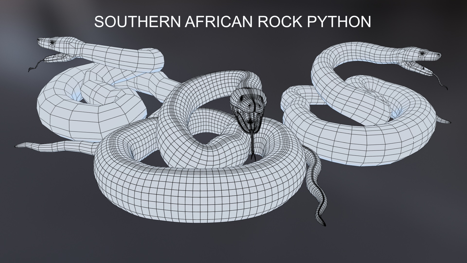 Southern African Rock Python in Characters - UE Marketplace