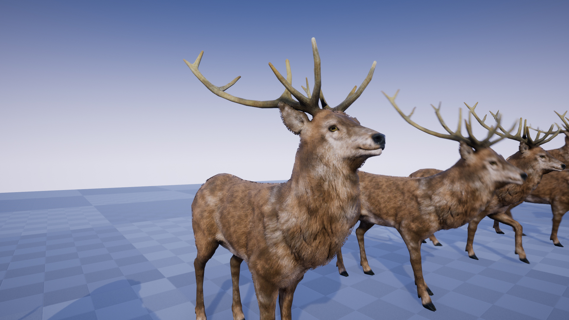deer and stag