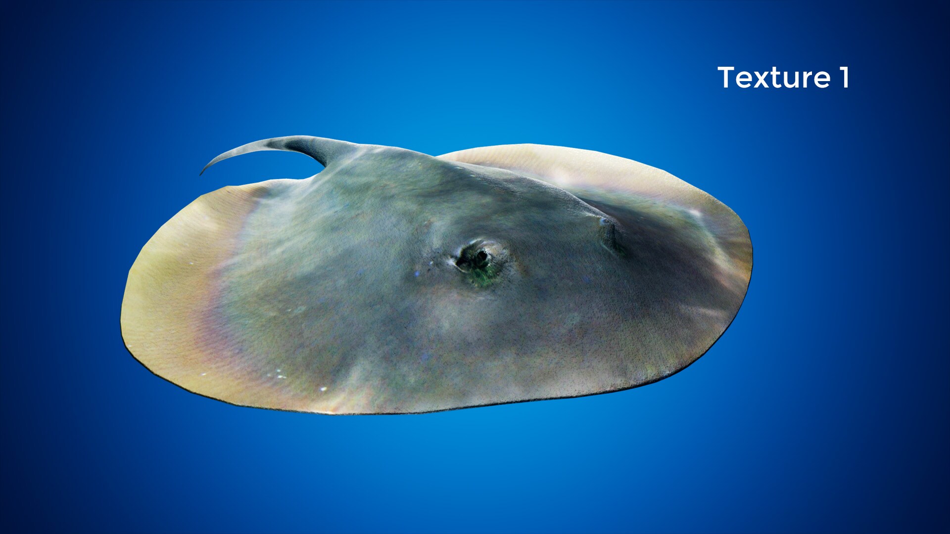 ocean stingray pack