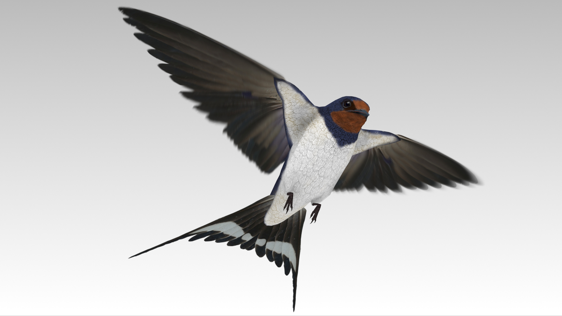 Barn Swallow