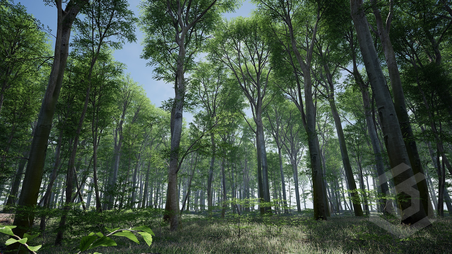 Trees Beech Tree 2.0 Seasonal