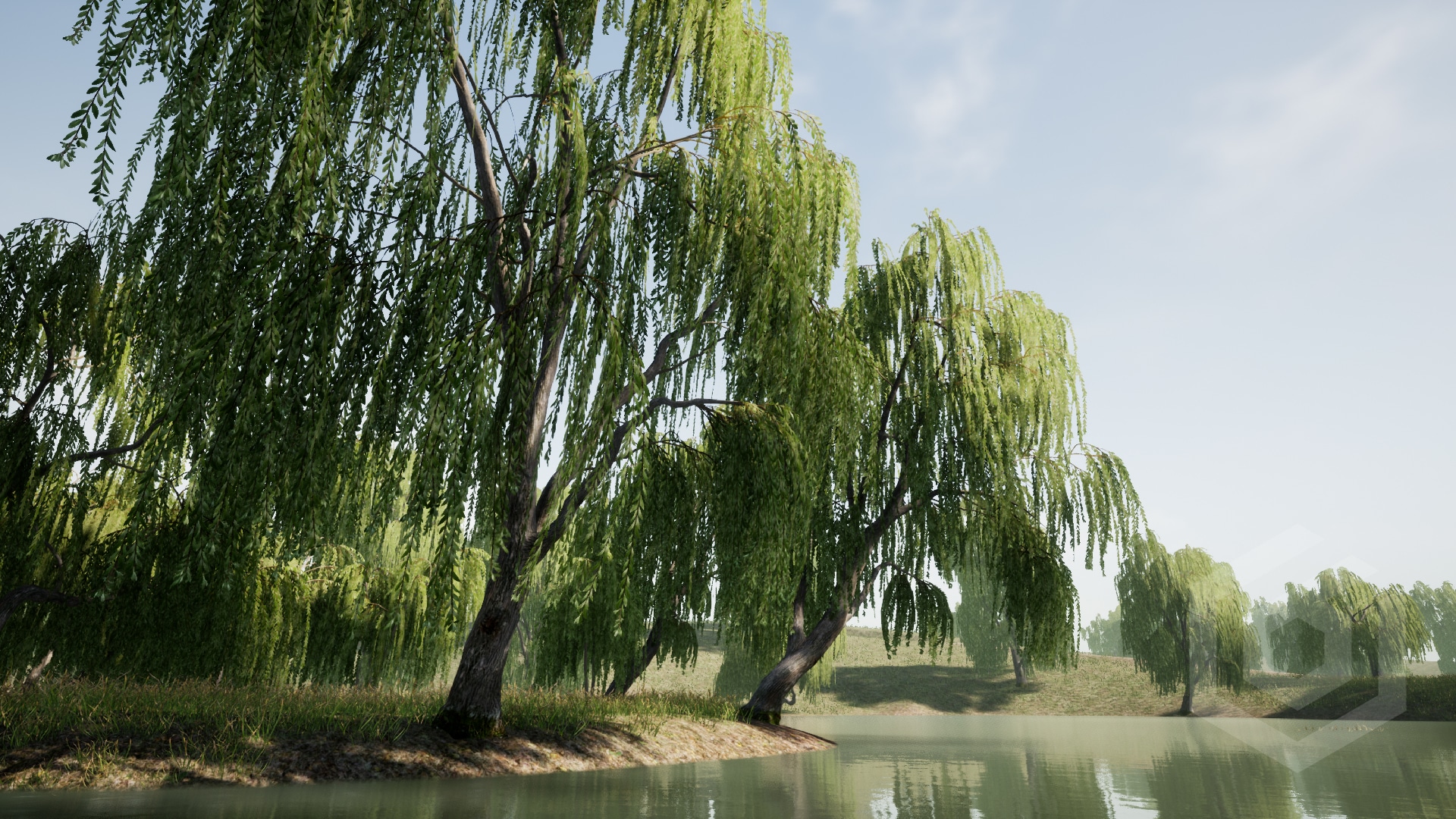 Trees: Willow tree