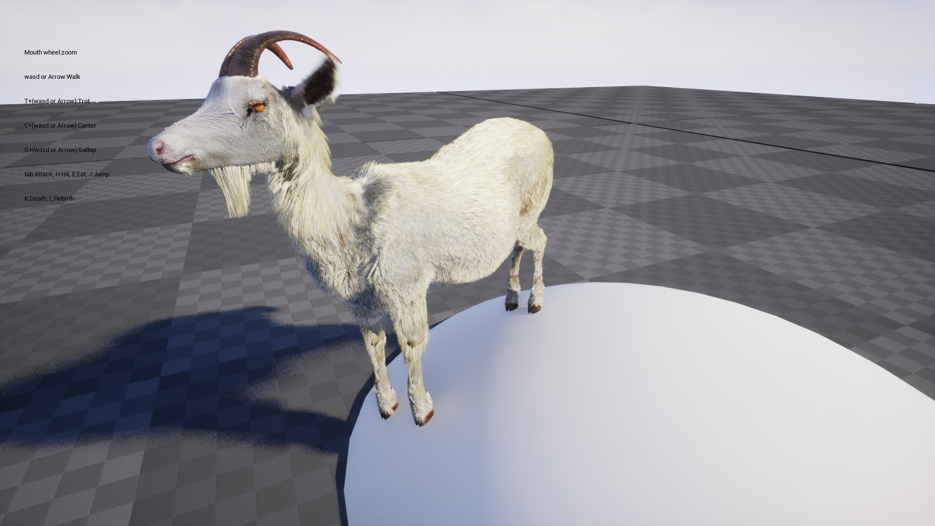 Goat with groom