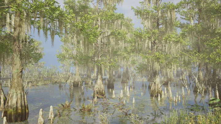 Majestic Swamps - Bald Cypresses