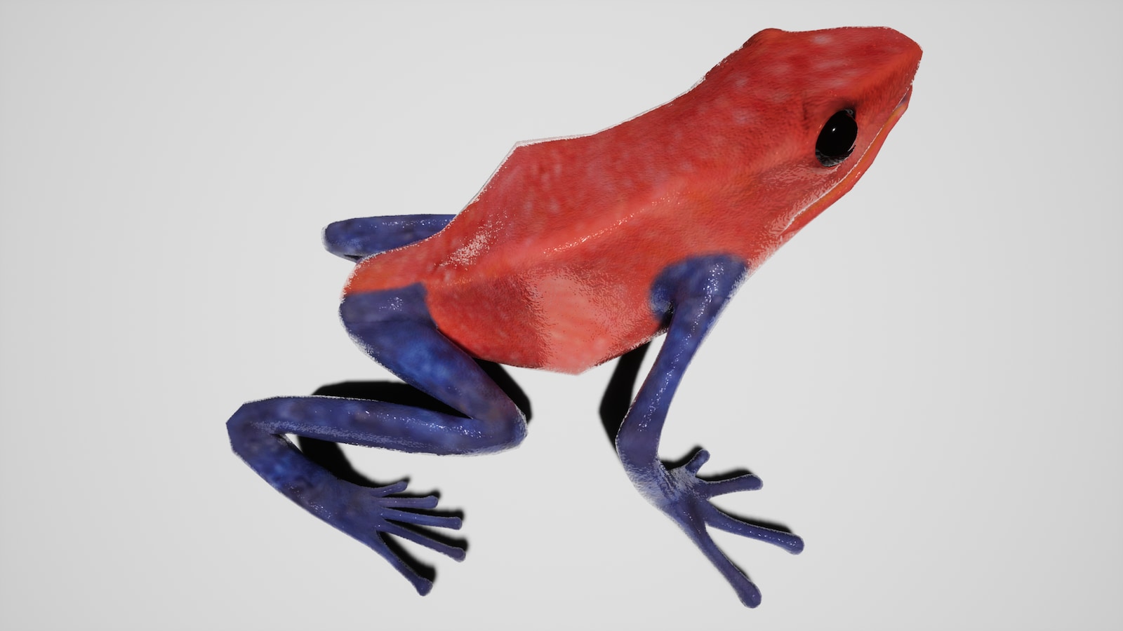 poison dart frog