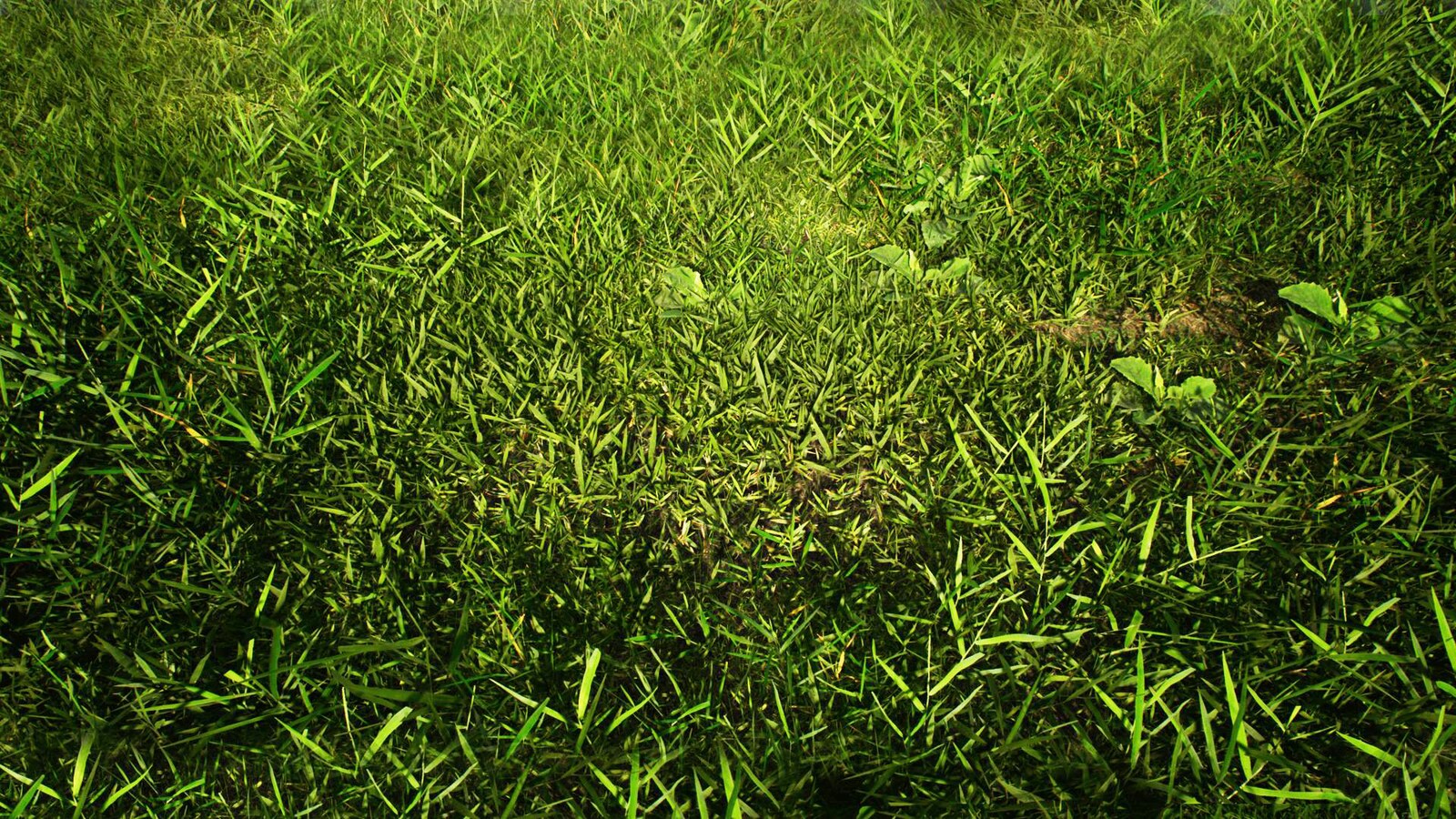 Realistic Grass Texture Pack : Robs Real Grass – UQNIO