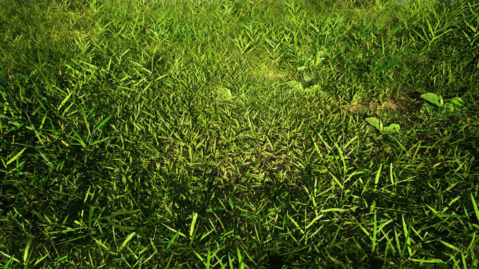 Realistic Grass Pack 01 in Environments UE Marketplace