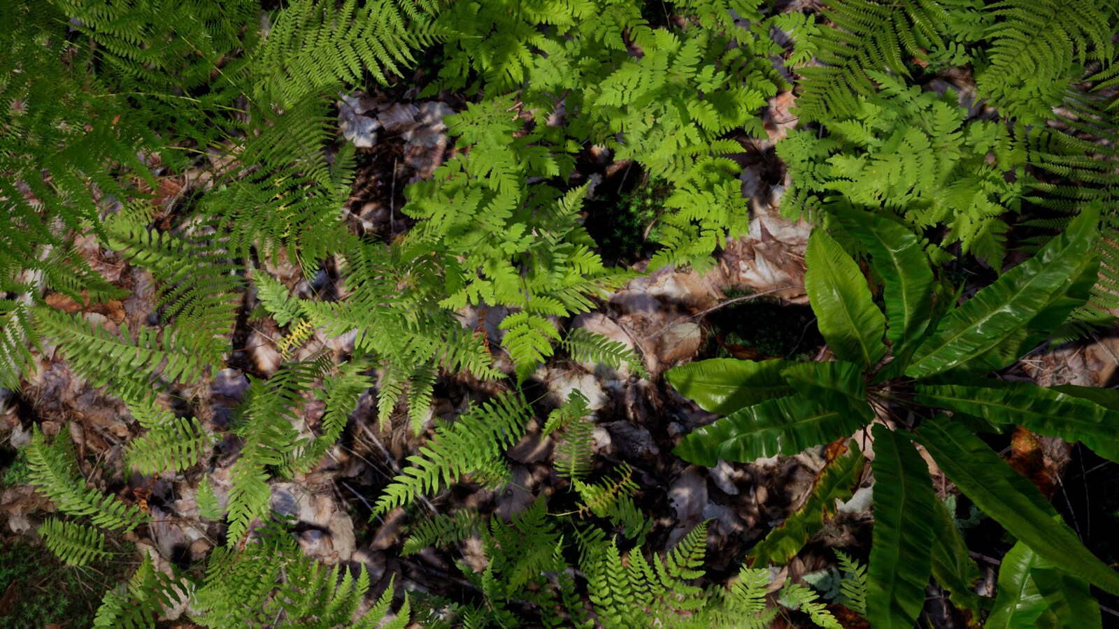 temperate vegetation: fern collection