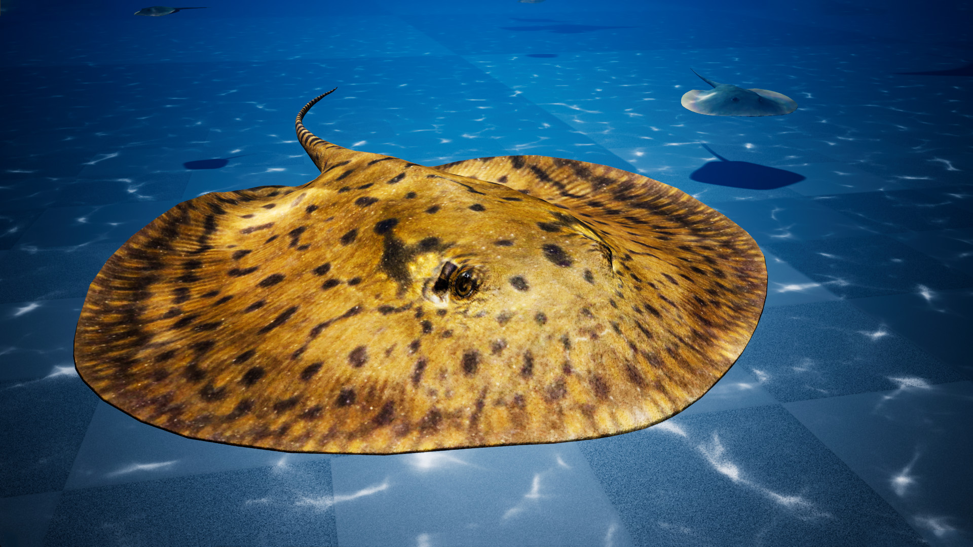 ocean stingray pack