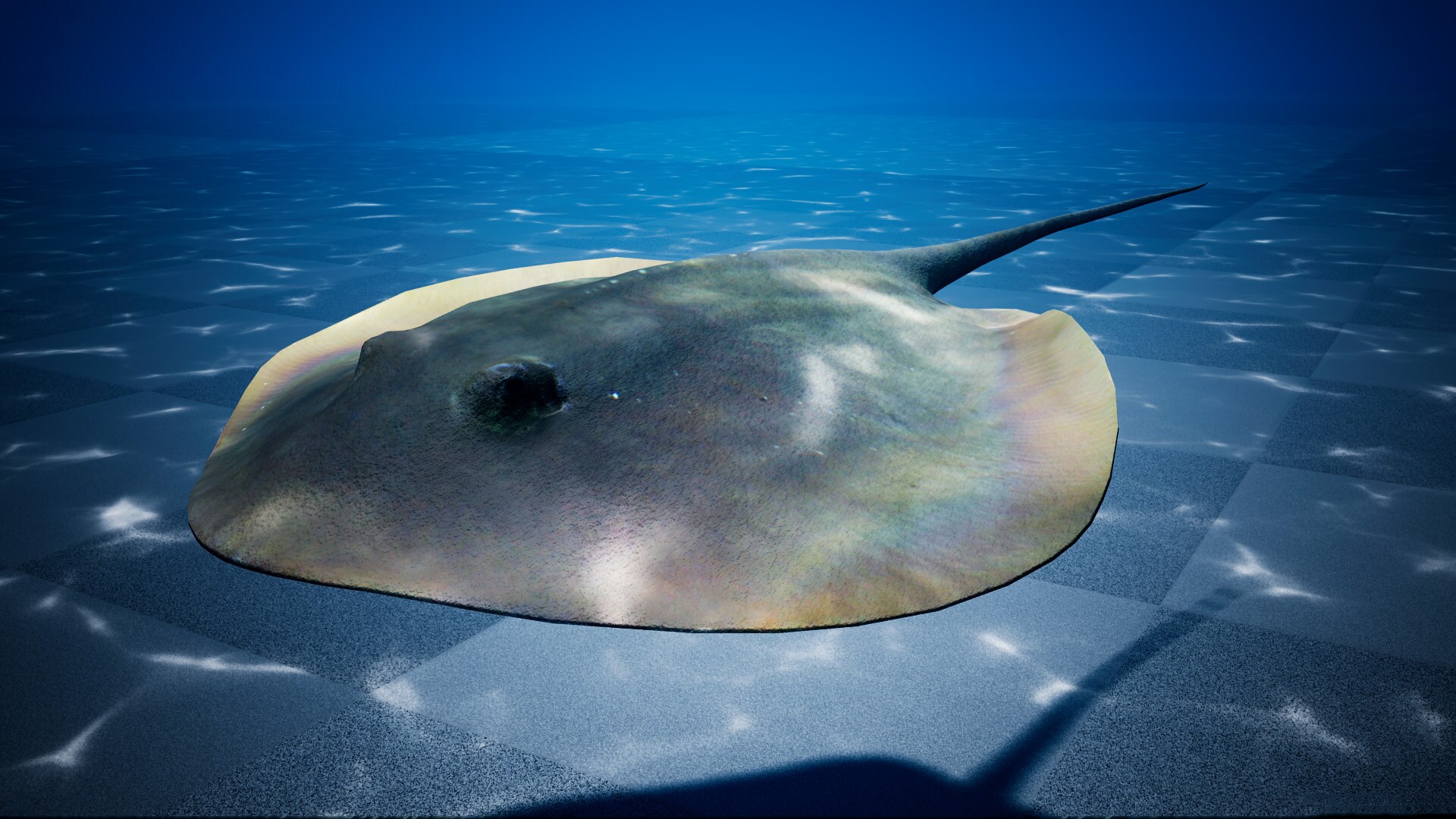 ocean stingray pack