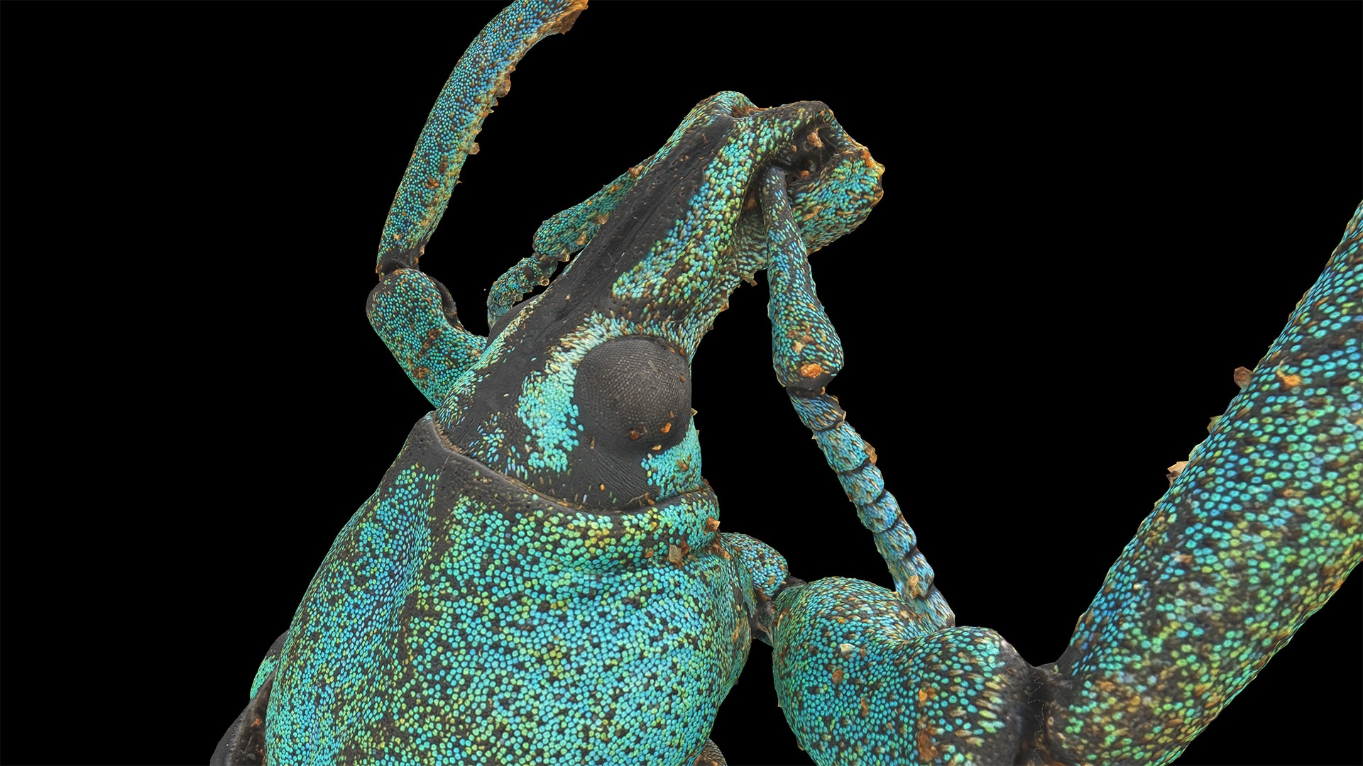 在角色创建的Macroscan (rigged) Teal Weevil beetle (Eupholus chevrolati