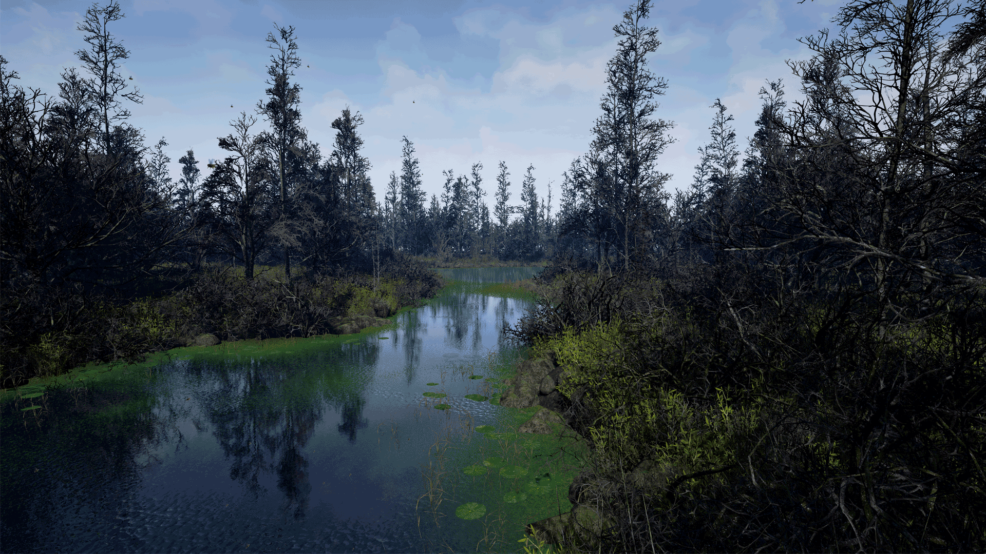 swamp