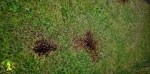 Animated Blood Ground Decal Vol.I - Snapshot