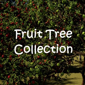 A collection of 39 fruit tree models that are adapted to take advantage of nanite for UE 5.2 and above.