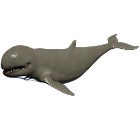 This asset contains a realistic model of a irawaddy dolphin with 49 animations (IP/RM)