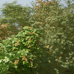 5 high-precision shrubs, small trees, 2-4K textures, each with 5 different grid bodies, a total of 25 grids to choose from