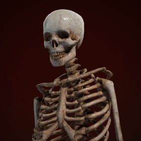 Lowpoly animated skeleton with 5 skins